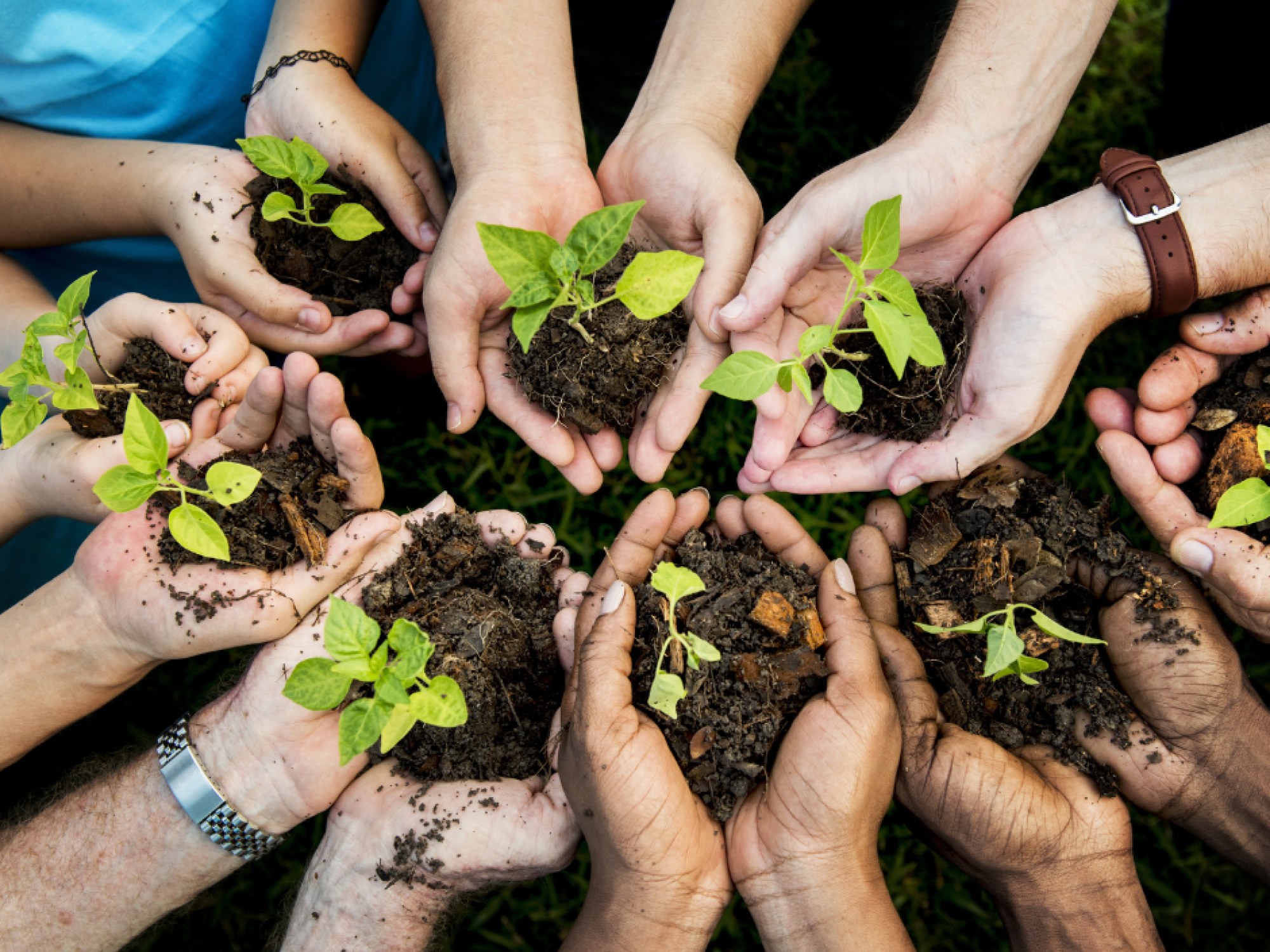 Our Legacy. Plant a tree.